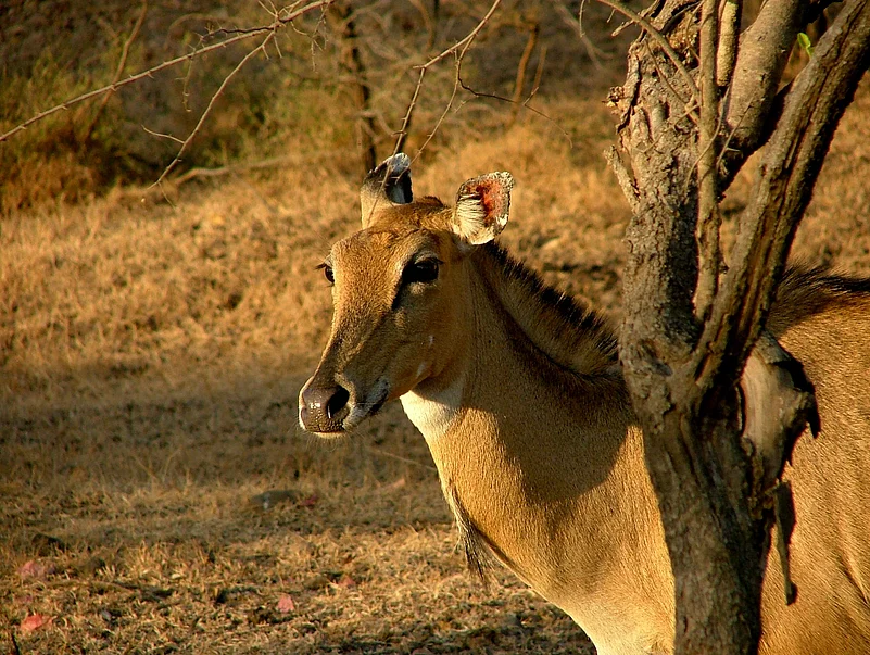 Nilgai can be found inside Sultanpur National Park, too.