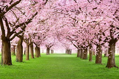 Shutterstock : 10 Best Places To Spot Cherry Blossoms In Japan