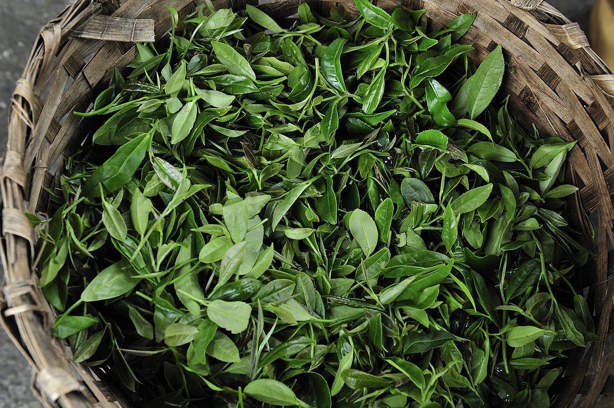 A fresh harvest of Darjeeling tea leaves