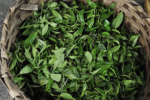 A fresh harvest of Darjeeling tea leaves