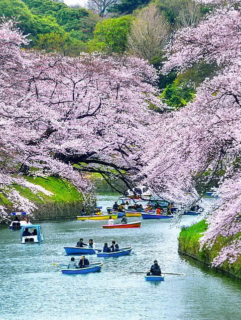 Rent rowboats to see cherry blossoms in Chidorigafuchi, Tokyo