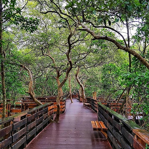 Mangrove Boardwalk in Panjim