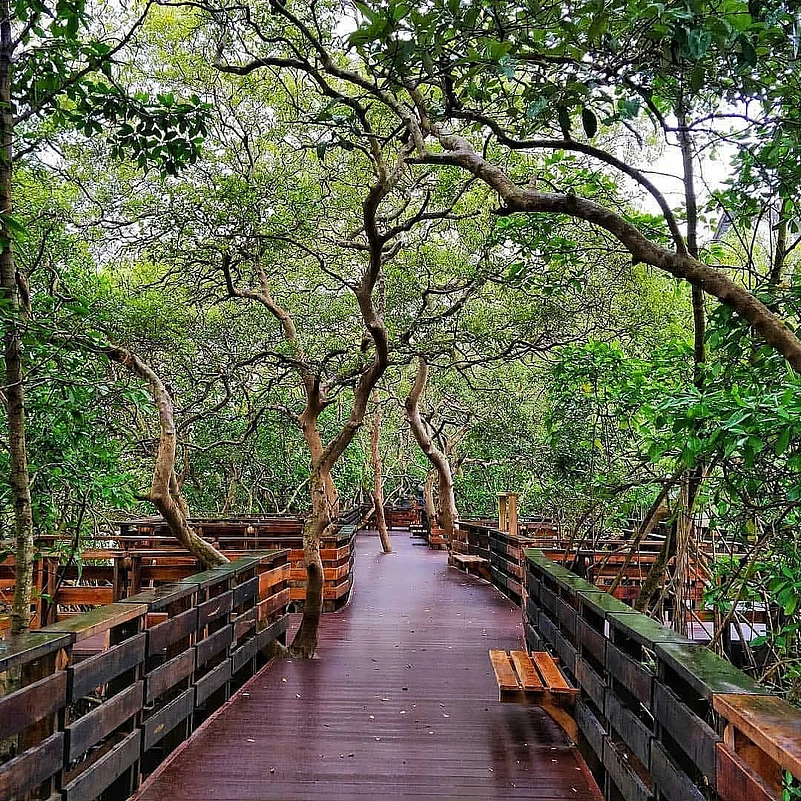 Mangrove Boardwalk in Panjim