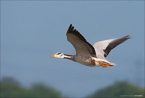 Bar headed geese fly in form Siberia
