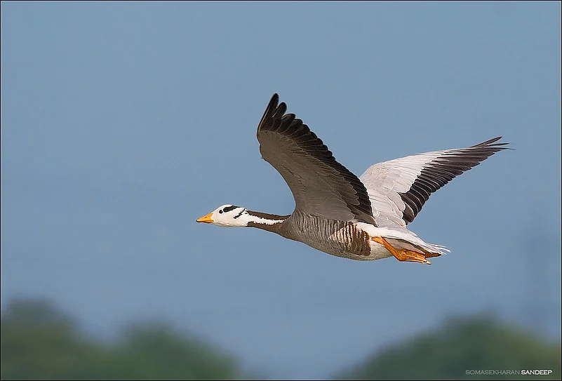 Bar headed geese fly in form Siberia