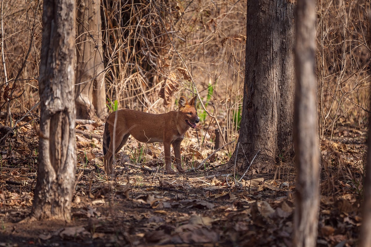 The dhole, also known as wild dog, in Satpura Tiger Reserve