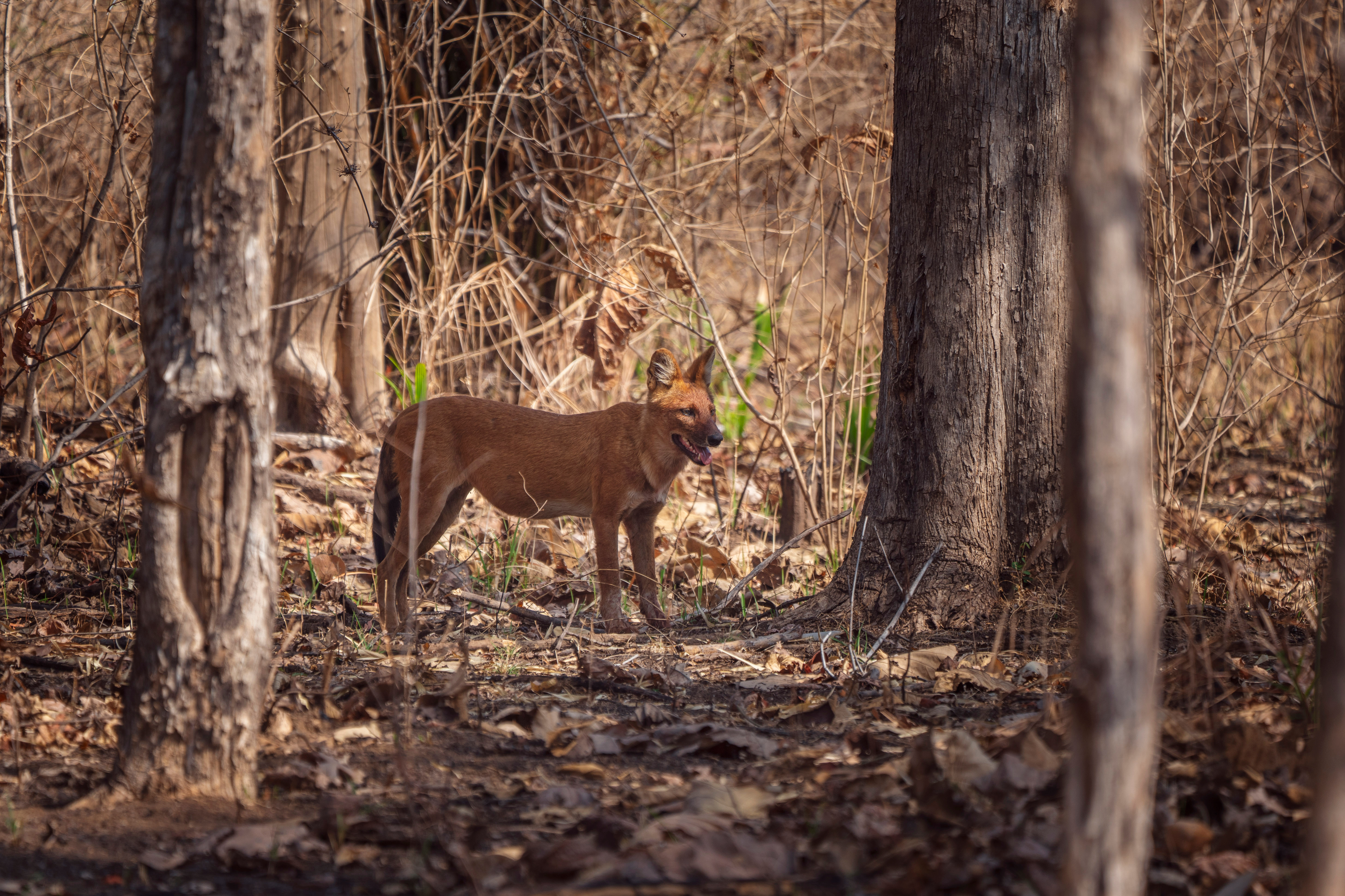 The dhole, also known as wild dog, in Satpura Tiger Reserve