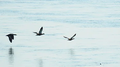 jhilmil.in/Website : Migratory birds flying in the Jhilmil Jheel Conservation Reserve