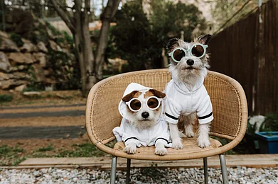 smrm1977/Shutterstock : Take your pet animals with you on vacation to Dehradun
