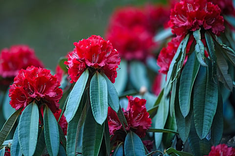 Rhododendrons in multiple colours accompany your treks in the Himalayas