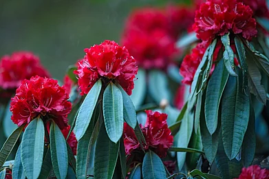 Som Moulick/Shutterstock : Rhododendrons in multiple colours accompany your treks in the Himalayas