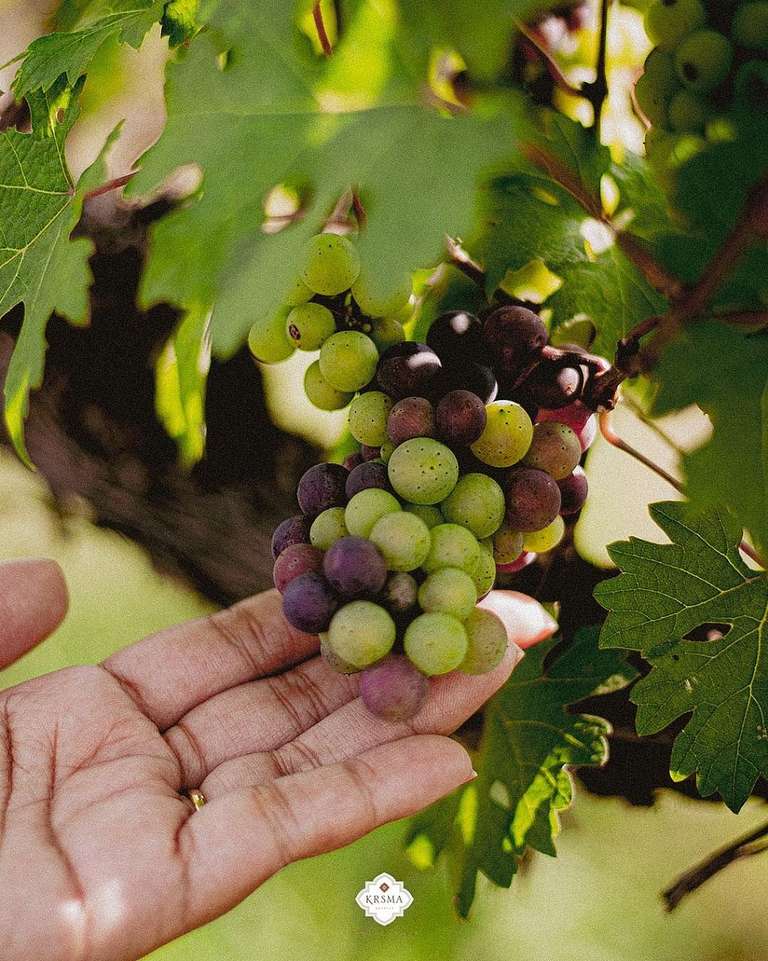 The vineyard cover a total of 160 acres