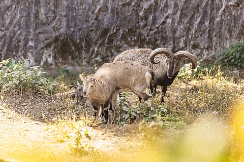 Adult blue sheep and lamb at the Padmaja Naidu Himalayan Zoological Park