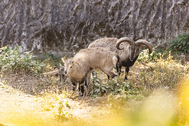 Adult blue sheep and lamb at the Padmaja Naidu Himalayan Zoological Park