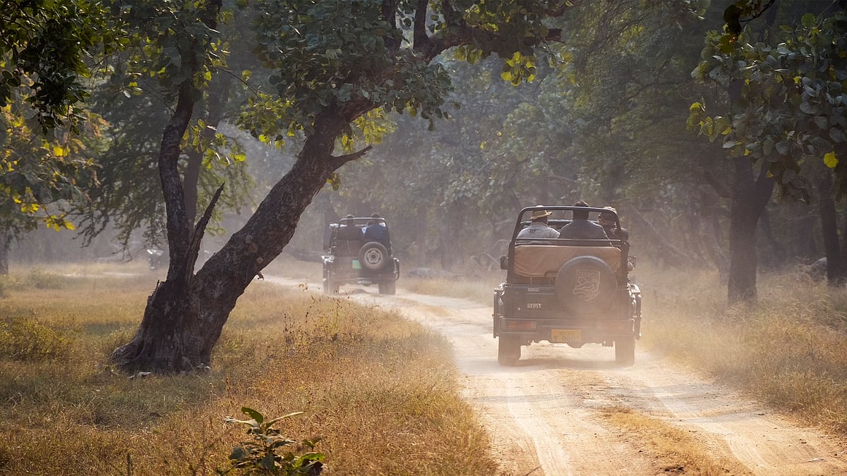 Panna Jungle Safari