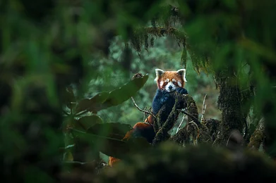 Som Moulick/Shutterstock : A red panda rests on a mossy oak nut branch at Singalila National Park
