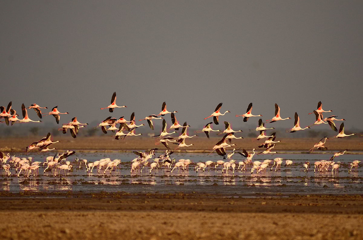 Flamingos in the Rann of Kutch
