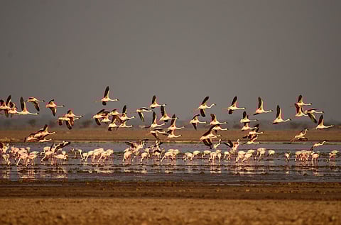Flamingos in the Rann of Kutch