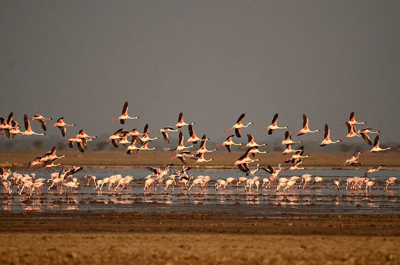 Flamingos in the Rann of Kutch