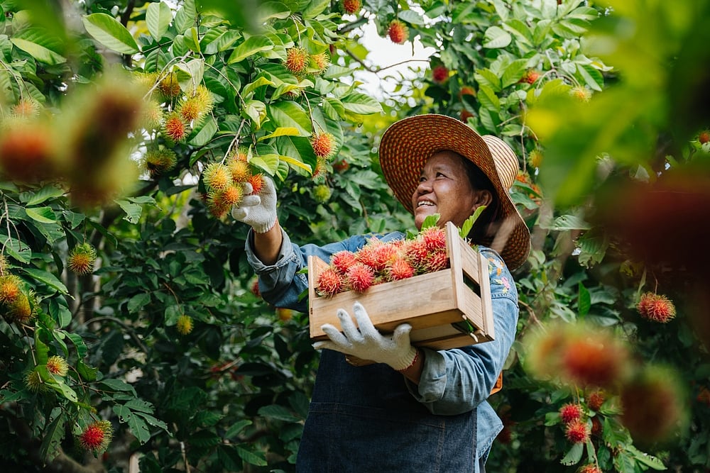 Pluck and sample fruits straight from the trees