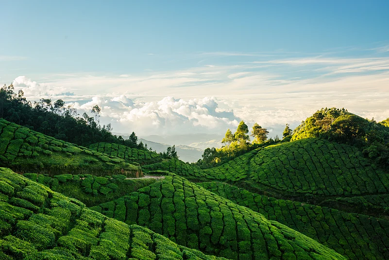 Inside the Kolukkumalai Tea Estate