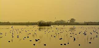 Okhla Bird Sanctuary