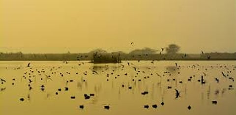 Okhla Bird Sanctuary