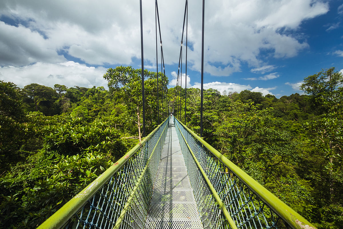 The TreeTop Walk is a 250m-long freestanding suspension bridge in the Central Catchment Nature Reserve