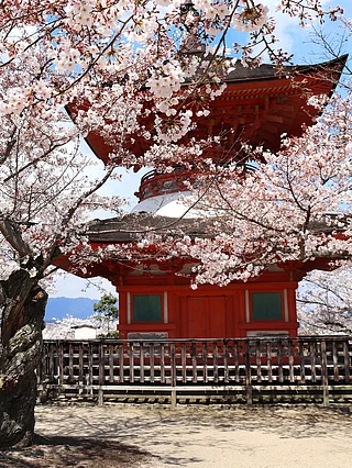 Shutterstock : A glimpse of cherry blossom season at Miyajima Island