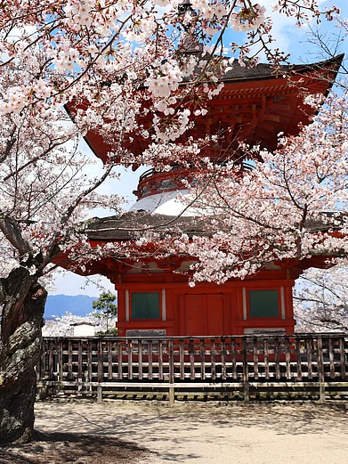 Shutterstock : A glimpse of cherry blossom season at Miyajima Island