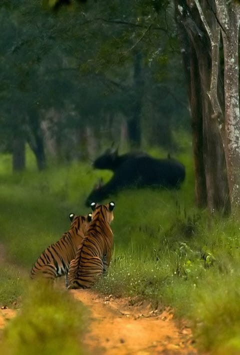 Tigers at Bhadra Wildlife Sanctuary