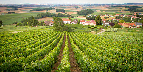 Vineyards in Champagne