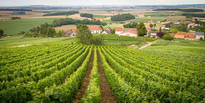 Vineyards in Champagne
