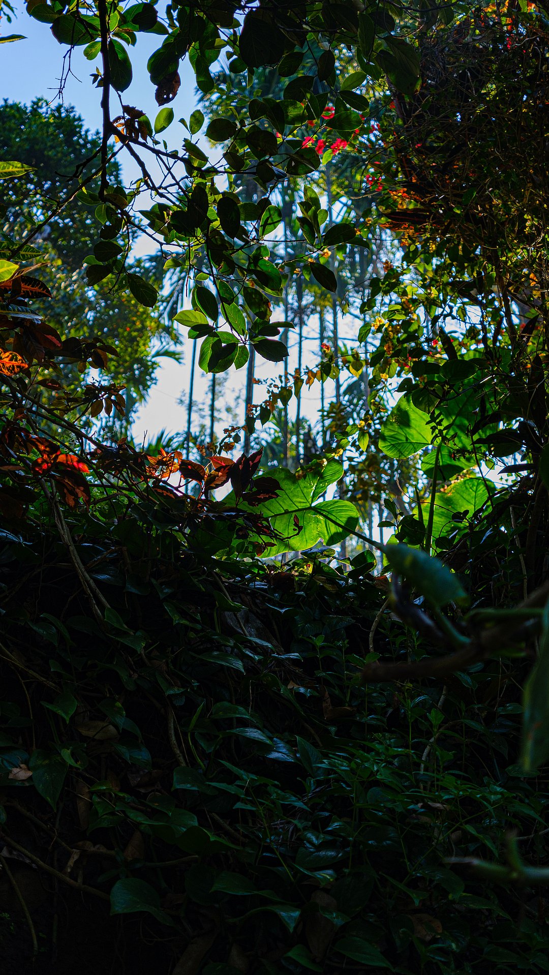 Coffee roads and trails of Chikmagalur