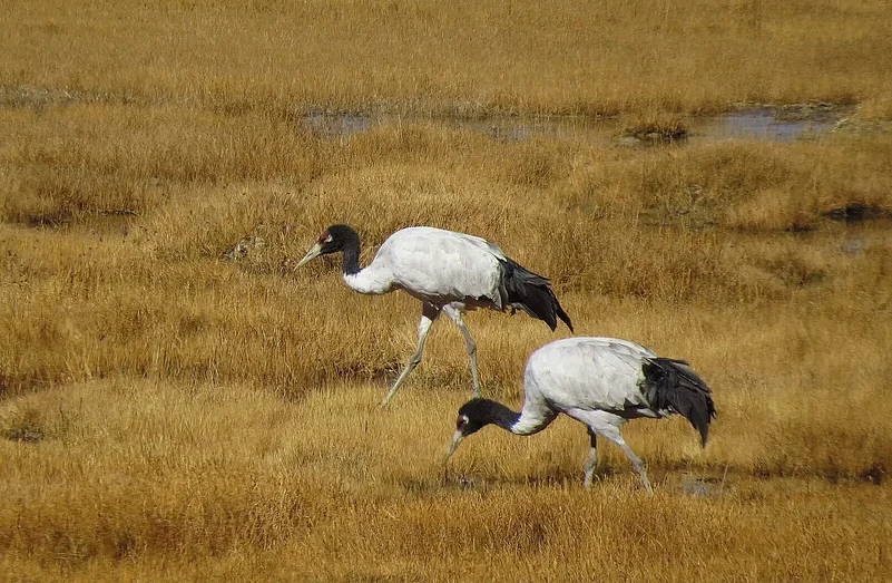 Black necked crane