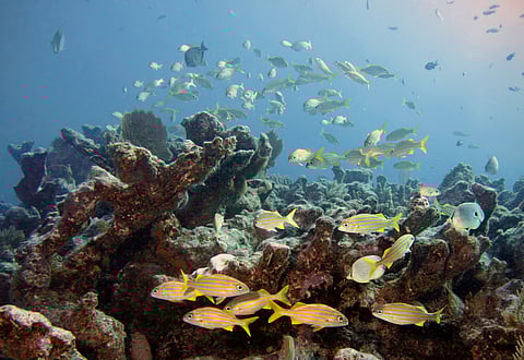 Fish and coral in Molasses Reef