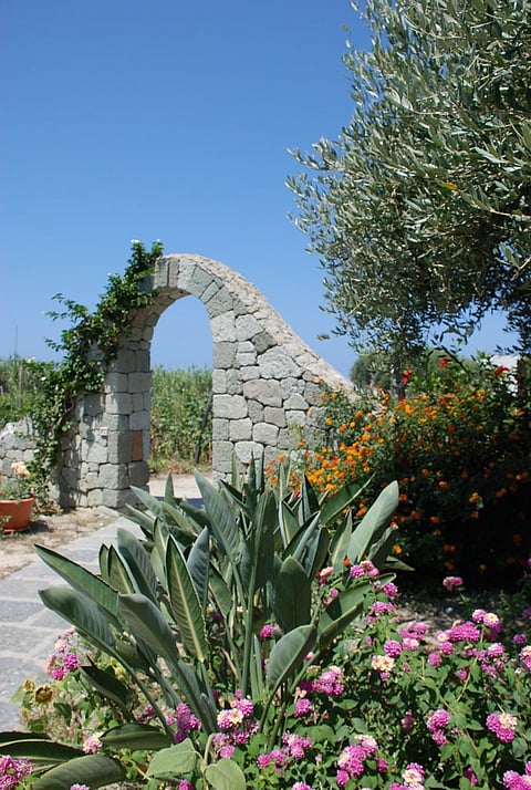 Ischia is known for its vineyards