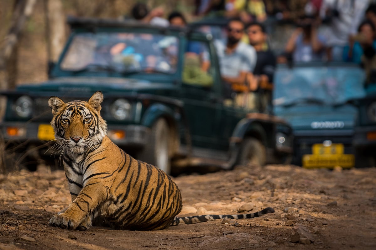 A tiger cub at Ranthambore National Park in Rajasthan