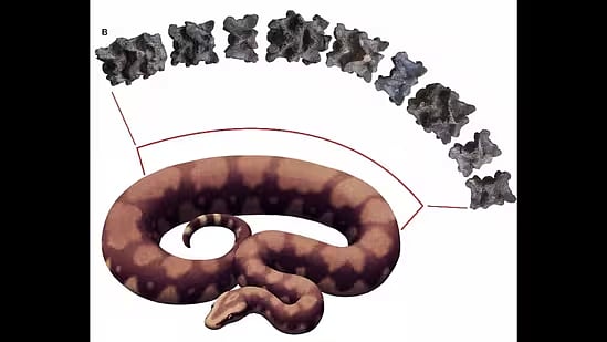 The researchers found 27 well-preserved bones that formed the snakes spine
