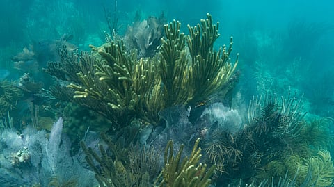 Coral reef in Biscayne National Park