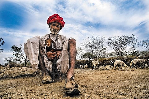 A shepherd with his flock at Bera