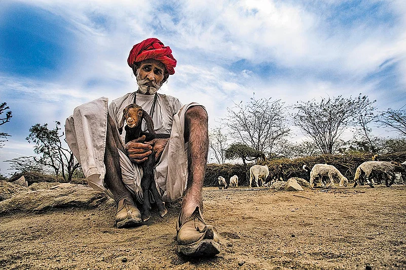 A shepherd with his flock at Bera