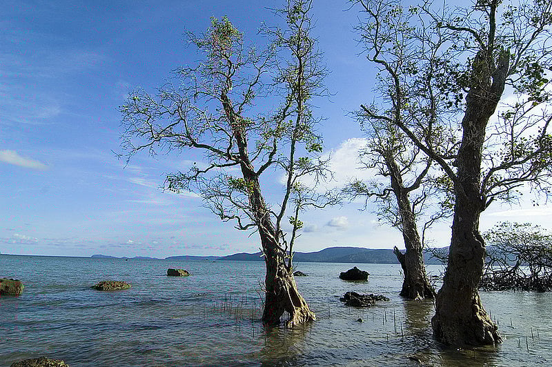 Trees growing submerged in sea water