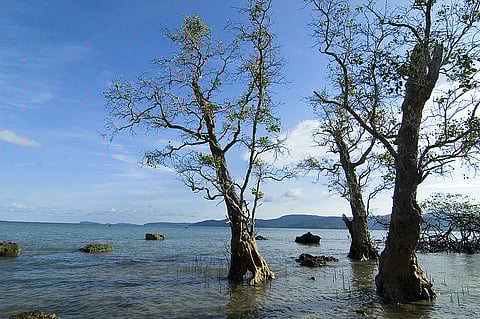 Trees growing submerged in sea water