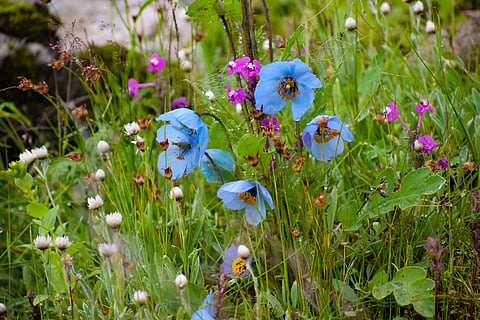The rare Himalayan Blue Poppy in the Valley of Flowers National Park
