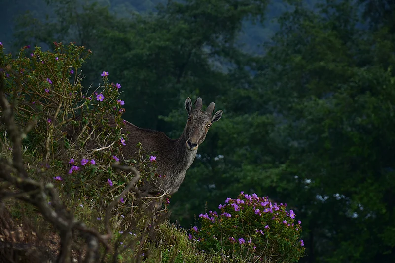 Nilgiri Tahr looking through the blooming bushes of Eravikulam National Park