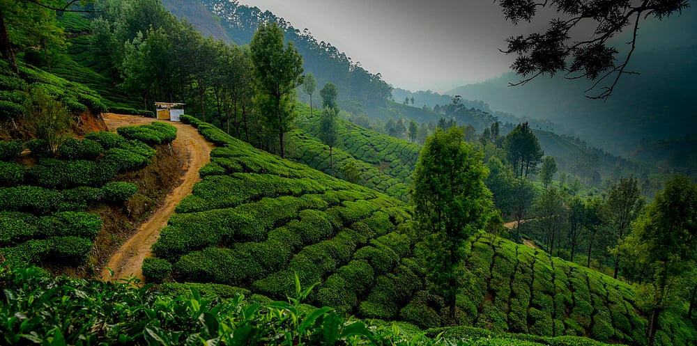 Vijumano2021/Shutterstock : A tea garden in Munnar