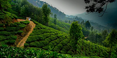 Vijumano2021/Shutterstock : A tea garden in Munnar