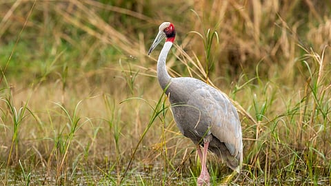A sarus crane at the Neel Dhara Pakshi Vihar