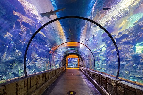The underwater tunnel at the Shark Reef Aquarium